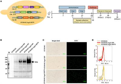Recombinant hemagglutinin displaying on yeast reshapes congenital lymphocyte subsets to prompt optimized systemic immune protection against avian influenza infection